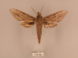 中文名:背線天蛾(713-32)學名:Cechenena minor (Butler, 1875)(713-32)中文別名:平背天蛾