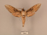 中文名:背線天蛾(734-8)學名:Cechenena minor (Butler, 1875)(734-8)中文別名:平背天蛾