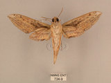 中文名:背線天蛾(734-9)學名:Cechenena minor (Butler, 1875)(734-9)中文別名:平背天蛾