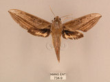 中文名:背線天蛾(734-9)學名:Cechenena minor (Butler, 1875)(734-9)中文別名:平背天蛾