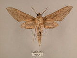 中文名:背線天蛾(740-241)學名:Cechenena minor (Butler, 1875)(740-241)中文別名:平背天蛾