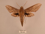 中文名:背線天蛾(740-241)學名:Cechenena minor (Butler, 1875)(740-241)中文別名:平背天蛾