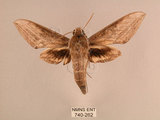 中文名:背線天蛾(740-262)學名:Cechenena minor (Butler, 1875)(740-262)中文別名:平背天蛾