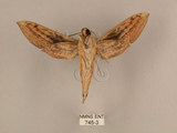 中文名:背線天蛾(745-3)學名:Cechenena minor (Butler, 1875)(745-3)中文別名:平背天蛾