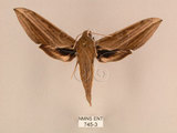 中文名:背線天蛾(745-3)學名:Cechenena minor (Butler, 1875)(745-3)中文別名:平背天蛾