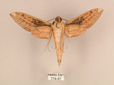 中文名:背線天蛾(774-97)學名:Cechenena minor (Butler, 1875)(774-97)中文別名:平背天蛾
