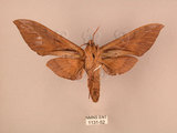 中文名:台灣豆天蛾(1131-52)學名:Clanis bilineata formosana Gehlen, 1941(1131-52)中文別名:豆天蛾