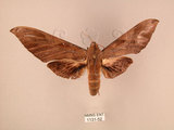 中文名:台灣豆天蛾(1131-52)學名:Clanis bilineata formosana Gehlen, 1941(1131-52)中文別名:豆天蛾
