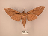 中文名:台灣豆天蛾(2692-645)學名:Clanis bilineata formosana Gehlen, 1941(2692-645)中文別名:豆天蛾