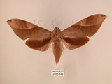 中文名:台灣豆天蛾(2692-645)學名:Clanis bilineata formosana Gehlen, 1941(2692-645)中文別名:豆天蛾