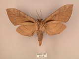 中文名:台灣豆天蛾(513-5)學名:Clanis bilineata formosana Gehlen, 1941(513-5)中文別名:豆天蛾