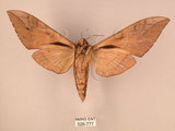 中文名:台灣豆天蛾(526-777)學名:Clanis bilineata formosana Gehlen, 1941(526-777)中文別名:豆天蛾