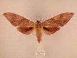 中文名:台灣豆天蛾(740-212)學名:Clanis bilineata formosana Gehlen, 1941(740-212)中文別名:豆天蛾