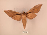 中文名:台灣豆天蛾(774-94)學名:Clanis bilineata formosana Gehlen, 1941(774-94)中文別名:豆天蛾