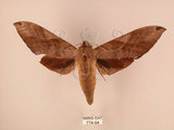 中文名:台灣豆天蛾(774-94)學名:Clanis bilineata formosana Gehlen, 1941(774-94)中文別名:豆天蛾