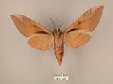 中文名:台灣豆天蛾(817-20)學名:Clanis bilineata formosana Gehlen, 1941(817-20)中文別名:豆天蛾