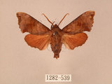 中文名:楓天蛾(1282-539)學名:Cypoides chinensis (Rothschild & Jordan, 1903)(1282-539)中文別名:楓小天蛾