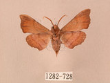 中文名:楓天蛾(1282-728)學名:Cypoides chinensis (Rothschild & Jordan, 1903)(1282-728)中文別名:楓小天蛾