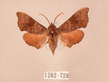 中文名:楓天蛾(1282-728)學名:Cypoides chinensis (Rothschild & Jordan, 1903)(1282-728)中文別名:楓小天蛾