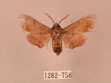 中文名:楓天蛾(1282-758)學名:Cypoides chinensis (Rothschild & Jordan, 1903)(1282-758)中文別名:楓小天蛾