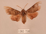 中文名:楓天蛾(1282-758)學名:Cypoides chinensis (Rothschild & Jordan, 1903)(1282-758)中文別名:楓小天蛾