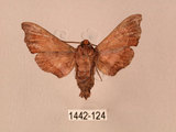 中文名:楓天蛾(1442-124)學名:Cypoides chinensis (Rothschild & Jordan, 1903)(1442-124)中文別名:楓小天蛾
