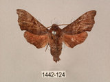 中文名:楓天蛾(1442-124)學名:Cypoides chinensis (Rothschild & Jordan, 1903)(1442-124)中文別名:楓小天蛾