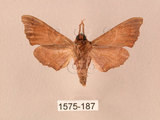 中文名:楓天蛾(1575-187)學名:Cypoides chinensis (Rothschild & Jordan, 1903)(1575-187)中文別名:楓小天蛾