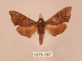 中文名:楓天蛾(1575-187)學名:Cypoides chinensis (Rothschild & Jordan, 1903)(1575-187)中文別名:楓小天蛾