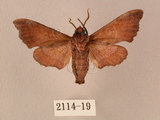 中文名:楓天蛾(2114-19)學名:Cypoides chinensis (Rothschild & Jordan, 1903)(2114-19)中文別名:楓小天蛾