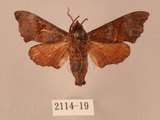 中文名:楓天蛾(2114-19)學名:Cypoides chinensis (Rothschild & Jordan, 1903)(2114-19)中文別名:楓小天蛾