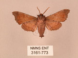 中文名:楓天蛾(3161-773)學名:Cypoides chinensis (Rothschild & Jordan, 1903)(3161-773)中文別名:楓小天蛾