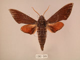 中文名:赭色天蛾(1282-509)學名:Dahira rubiginosa Moore, 1888(1282-509)中文別名:暗點天蛾