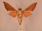 中文名:赭色天蛾(1282-625)學名:Dahira rubiginosa Moore, 1888(1282-625)中文別名:暗點天蛾