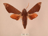中文名:赭色天蛾(1282-625)學名:Dahira rubiginosa Moore, 1888(1282-625)中文別名:暗點天蛾
