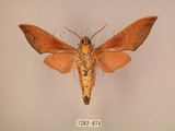 中文名:赭色天蛾(1282-874)學名:Dahira rubiginosa Moore, 1888(1282-874)中文別名:暗點天蛾