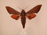 中文名:赭色天蛾(1282-874)學名:Dahira rubiginosa Moore, 1888(1282-874)中文別名:暗點天蛾