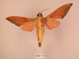 中文名:赭色天蛾(2002-93)學名:Dahira rubiginosa Moore, 1888(2002-93)中文別名:暗點天蛾