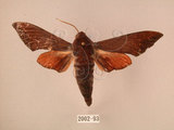 中文名:赭色天蛾(2002-93)學名:Dahira rubiginosa Moore, 1888(2002-93)中文別名:暗點天蛾