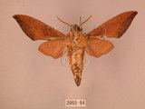 中文名:赭色天蛾(2002-94)學名:Dahira rubiginosa Moore, 1888(2002-94)中文別名:暗點天蛾