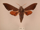 中文名:赭色天蛾(2002-94)學名:Dahira rubiginosa Moore, 1888(2002-94)中文別名:暗點天蛾