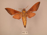 中文名:赭色天蛾(2002-95)學名:Dahira rubiginosa Moore, 1888(2002-95)中文別名:暗點天蛾