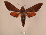 中文名:赭色天蛾(2002-95)學名:Dahira rubiginosa Moore, 1888(2002-95)中文別名:暗點天蛾