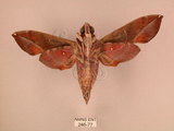 中文名:白腰天蛾(246-77)學名:Daphnis hypothous (Cramer, 1780)(246-77)中文別名:茜草白腰天蛾