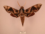 中文名:白腰天蛾(248-51)學名:Daphnis hypothous (Cramer, 1780)(248-51)中文別名:茜草白腰天蛾