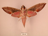 中文名:白腰天蛾(248-64)學名:Daphnis hypothous (Cramer, 1780)(248-64)中文別名:茜草白腰天蛾