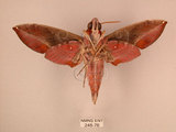 中文名:白腰天蛾(248-76)學名:Daphnis hypothous (Cramer, 1780)(248-76)中文別名:茜草白腰天蛾