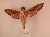 中文名:白腰天蛾(248-80)學名:Daphnis hypothous (Cramer, 1780)(248-80)中文別名:茜草白腰天蛾