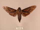 中文名:白星天蛾(1131-72)學名:Dolbina inexacta (Walker,1856)(1131-72)中文別名:台灣波紋天蛾