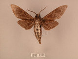 中文名:白星天蛾(1282-1379)學名:Dolbina inexacta (Walker,1856)(1282-1379)中文別名:台灣波紋天蛾